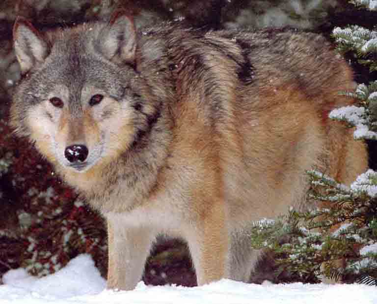      Wolf Eastern Timber .jpg